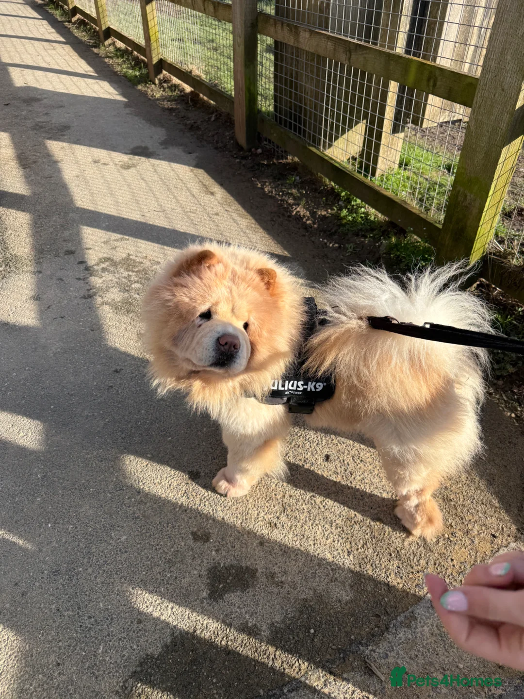 Chow Chow dogs for sale: Teddy  - Advert 2