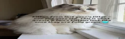 Ragdoll cats for sale: Show quality babies ready now - Advert 4