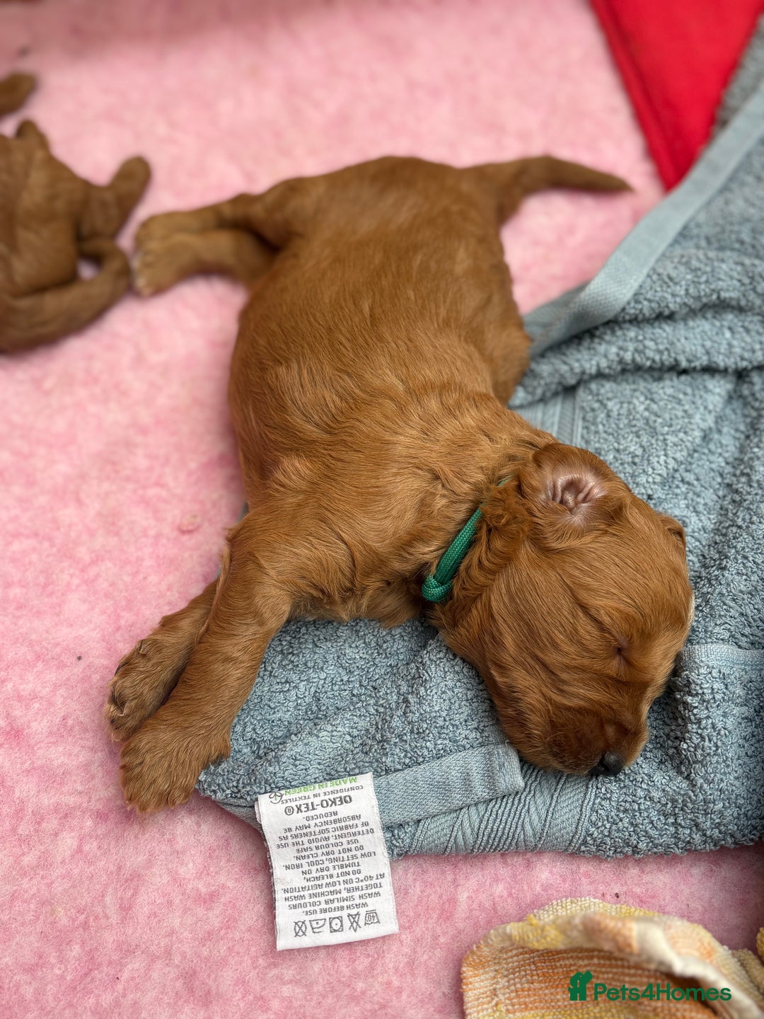 Goldendoodle dogs for sale: Stunning F2B Goldendoodles - Image 22