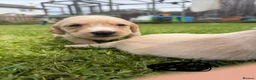 Cockerdor dogs for sale: 10 beautiful LabXcocker pups in Shrewsbury - Advert 8