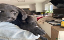 Labradoodle dogs for sale: F1 labradoodles  - Image 5