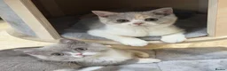 British Shorthair cats for sale: READY NOW - REGISTERED FULL PEDIGREE BSH KITTENS - Advert 11