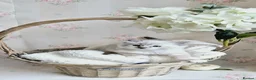 Ragdoll cats for sale: Purebred Ragdoll Kittens - final litter - Advert 13