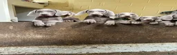 Weimaraner dogs for sale: Ready to leave. Stunning Weimaraner Puppies  in Bridgend - Advert 2