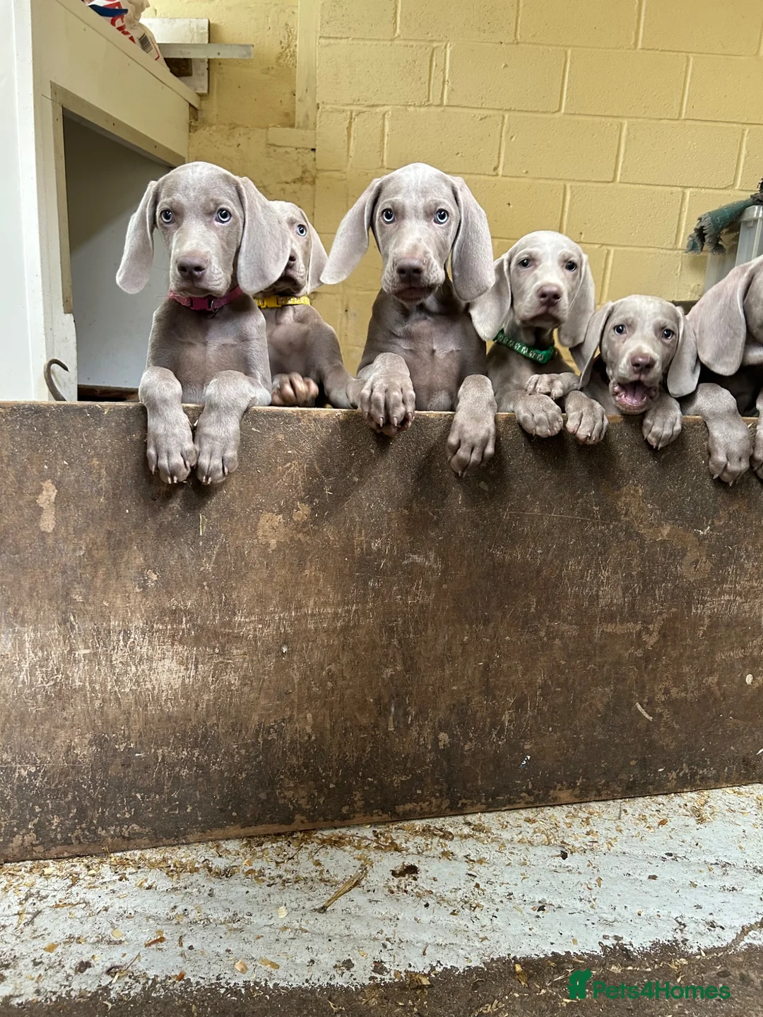 Weimaraner dogs for sale: Ready to leave. Stunning Weimaraner Puppies  in Bridgend - Advert 2