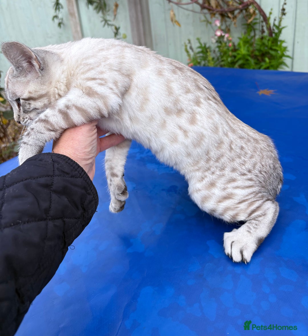 Keetso cats for sale: Superb rare polydactyl curled eared Keetso female  - Advert 11