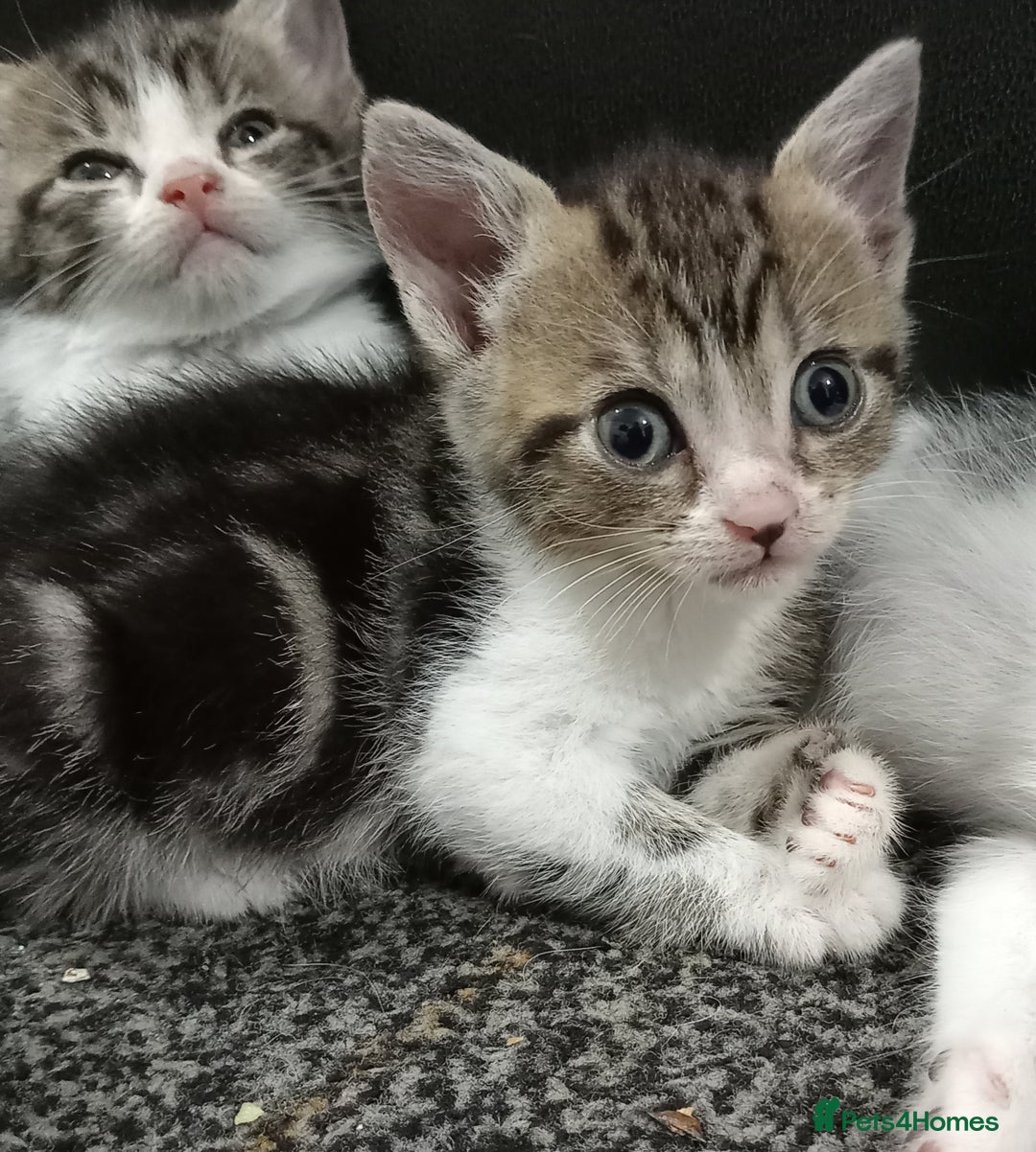 British Shorthair cats for sale: Cute kittens looking for forever homes  - Advert 5