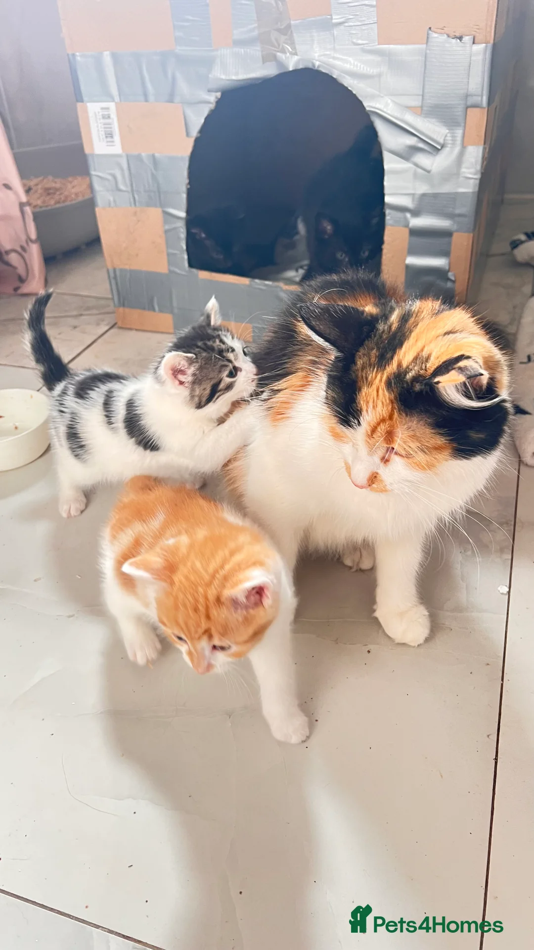 Mixed Breed cats for sale: Kittens available now london - Advert 1