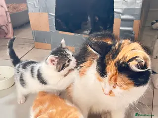 Mixed Breed cats Kittens available now london - Advert 5