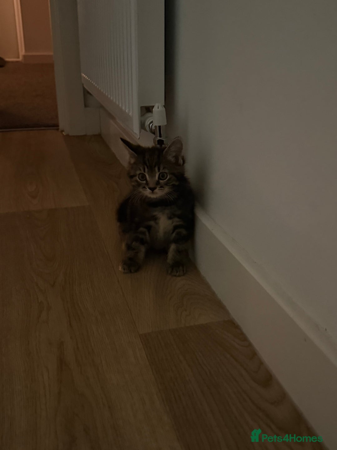 British Longhair cats for sale: Kitten  - Image 4