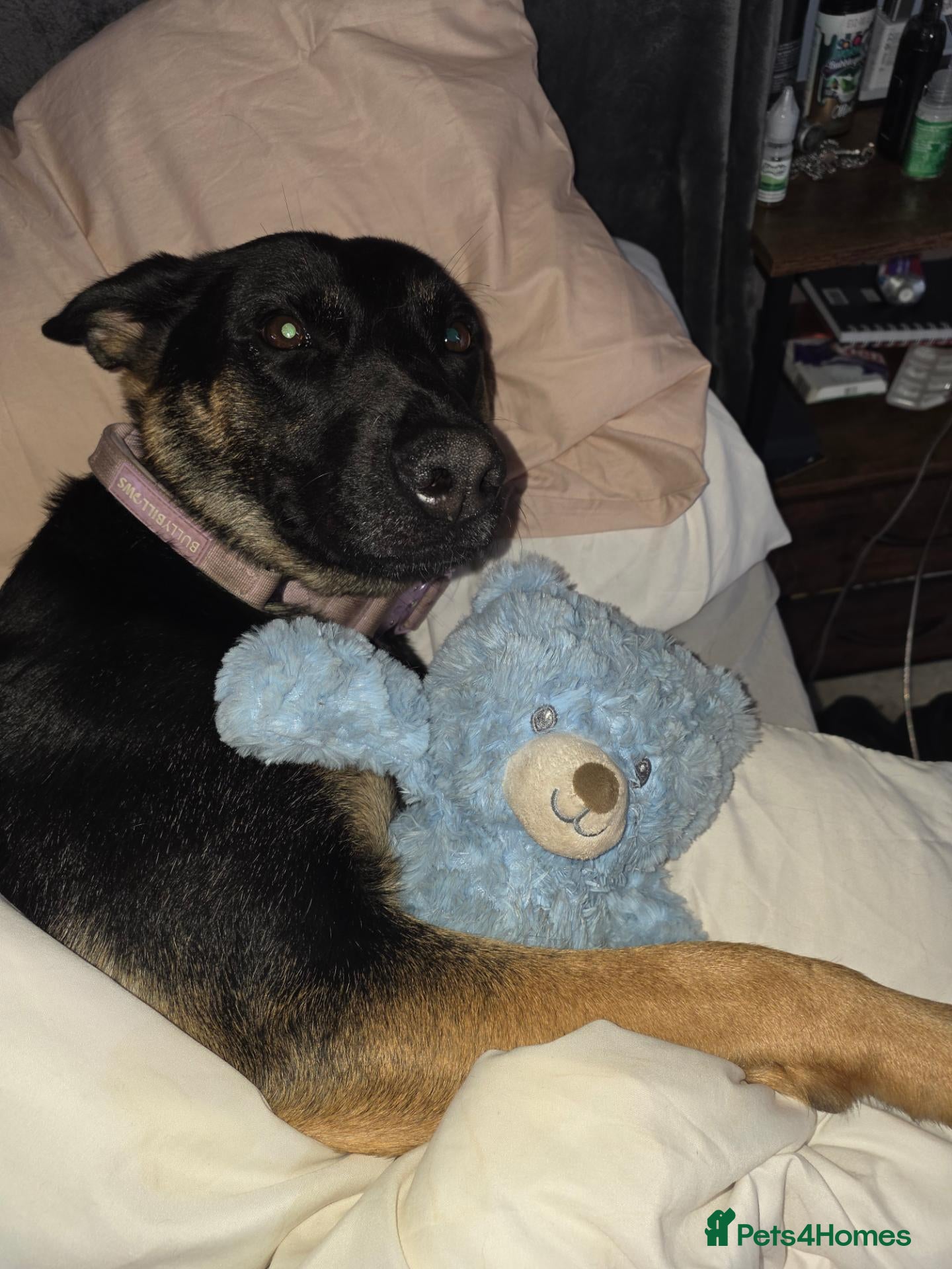 Mixed Breed dogs AstridGSDxMali - Advert 3