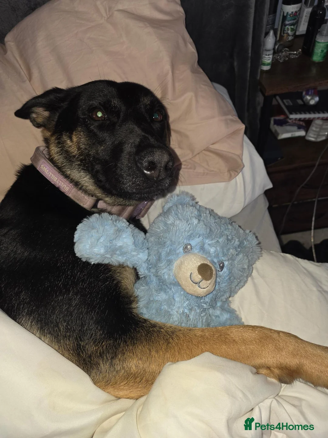 Mixed Breed dogs for sale: AstridGSDxMali - Advert 1