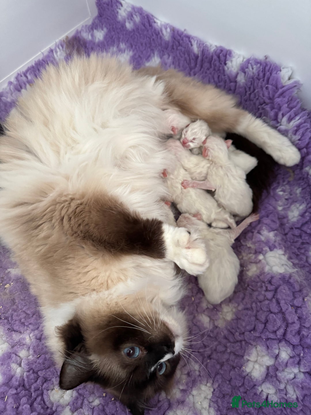Ragdoll cats for sale: Champion Sired GCCF Registered Ragdoll Kittens - Image 14