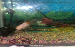 Goldfish fish for sale: 1 x plecos 1x goldfish  - Advert 4