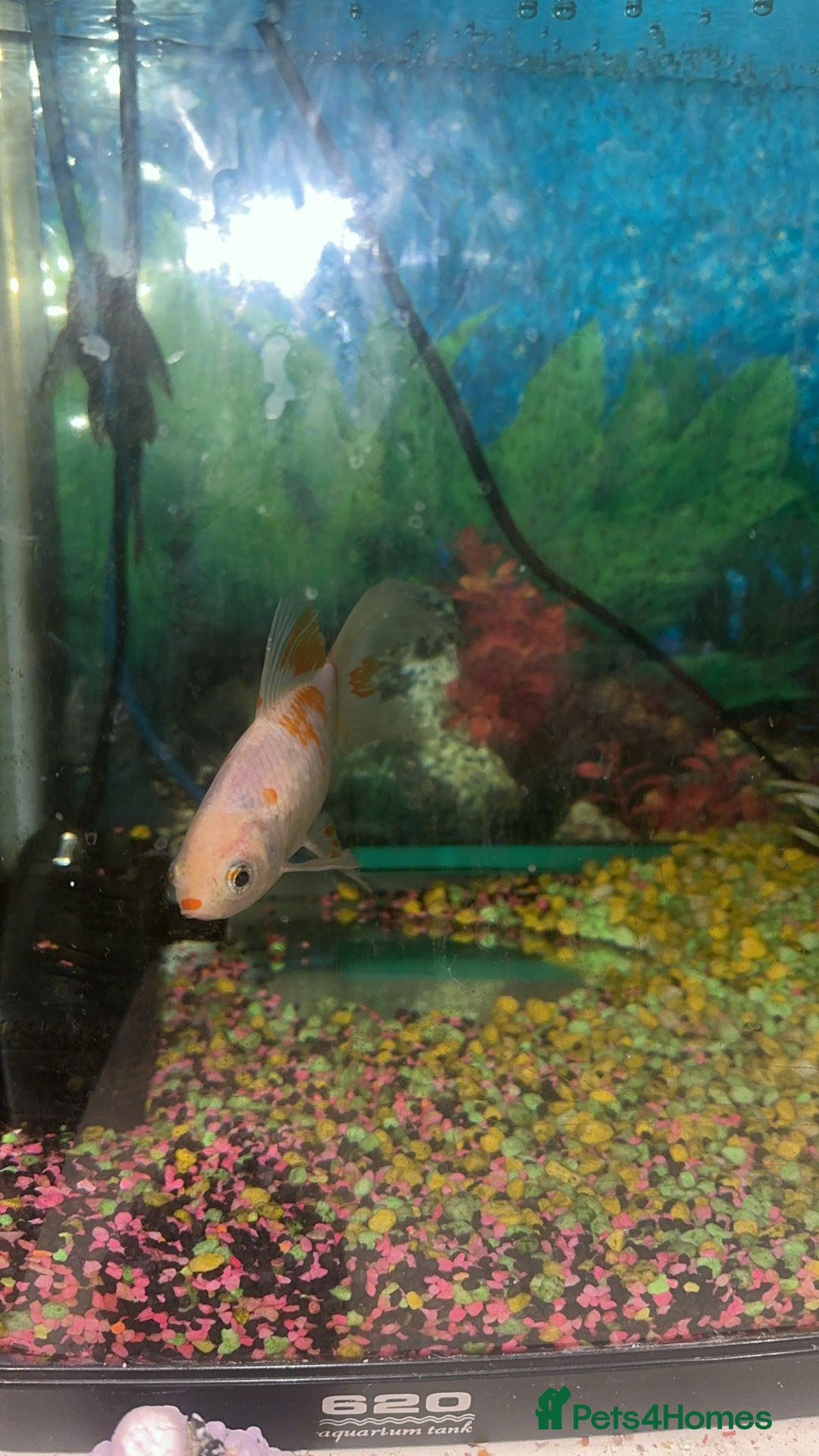 Goldfish fish for sale: 1 x plecos 1x goldfish  - Advert 4