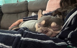 French Bulldog dogs for sale: 2 y/o gorgeous boy looking for a new loving home  - Image 3