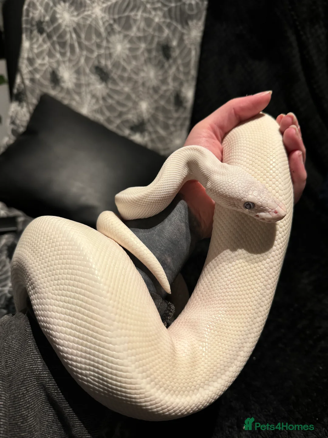 Python Snake reptiles for sale: Blue Eyed Leucitic Royal/Ball Python With Set Up - Advert 1