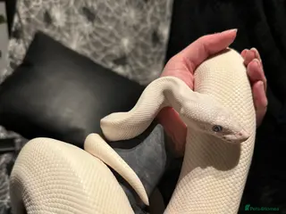 Python Snake reptiles Blue Eyed Leucitic Royal/Ball Python With Set Up - Advert 1