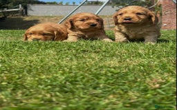 Cocker Spaniel dogs for sale: 💙🐶Adorable Cocker Spaniel Puppies 🐶💙  - Image 5