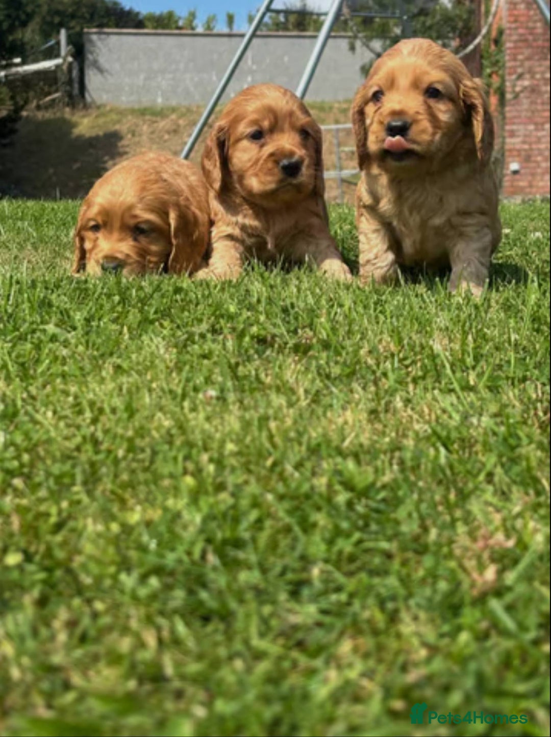 Cocker Spaniel dogs for sale: 💙🐶Adorable Cocker Spaniel Puppies 🐶💙  - Image 5