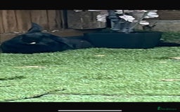 Sable rabbits for sale: rabbit for sale  - Image 2