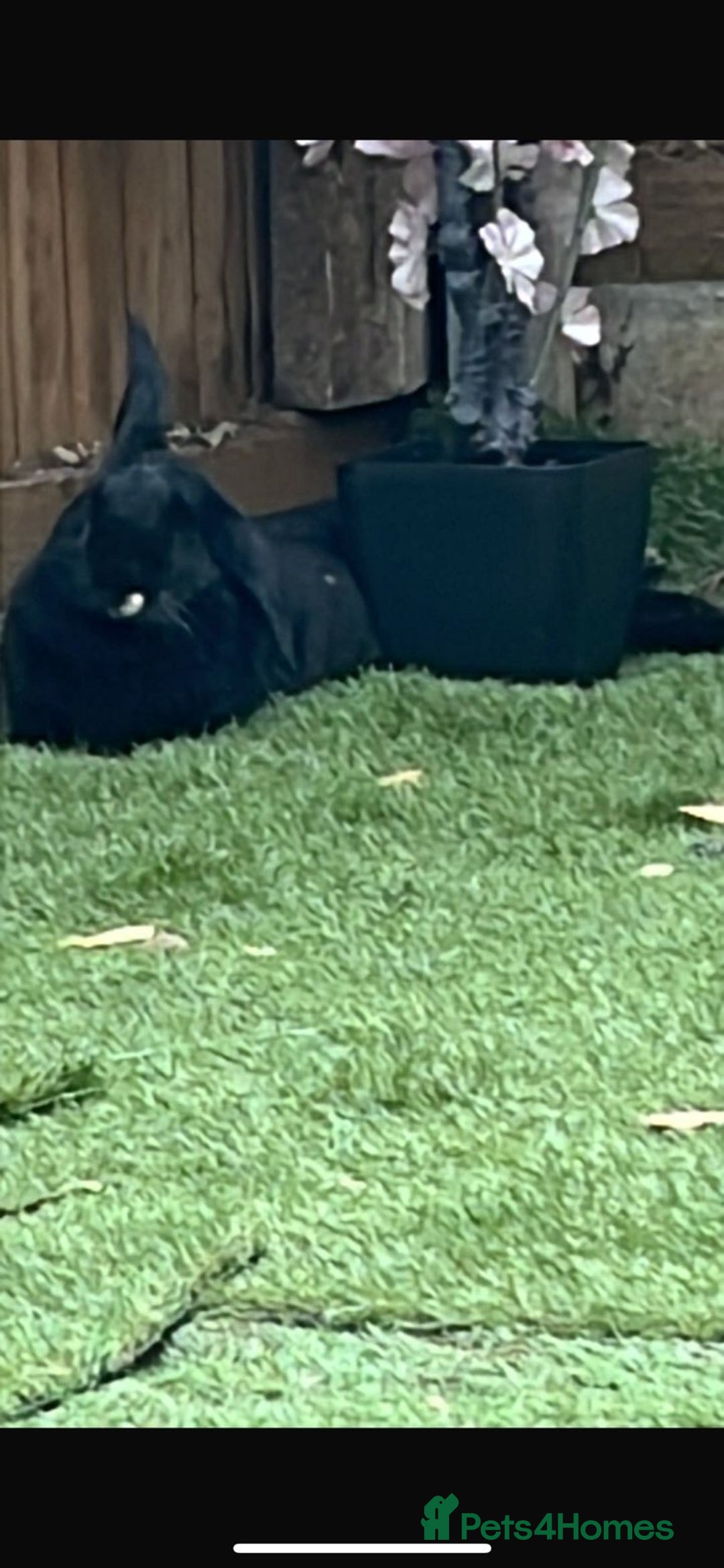 Sable rabbits for sale: rabbit for sale  - Image 2