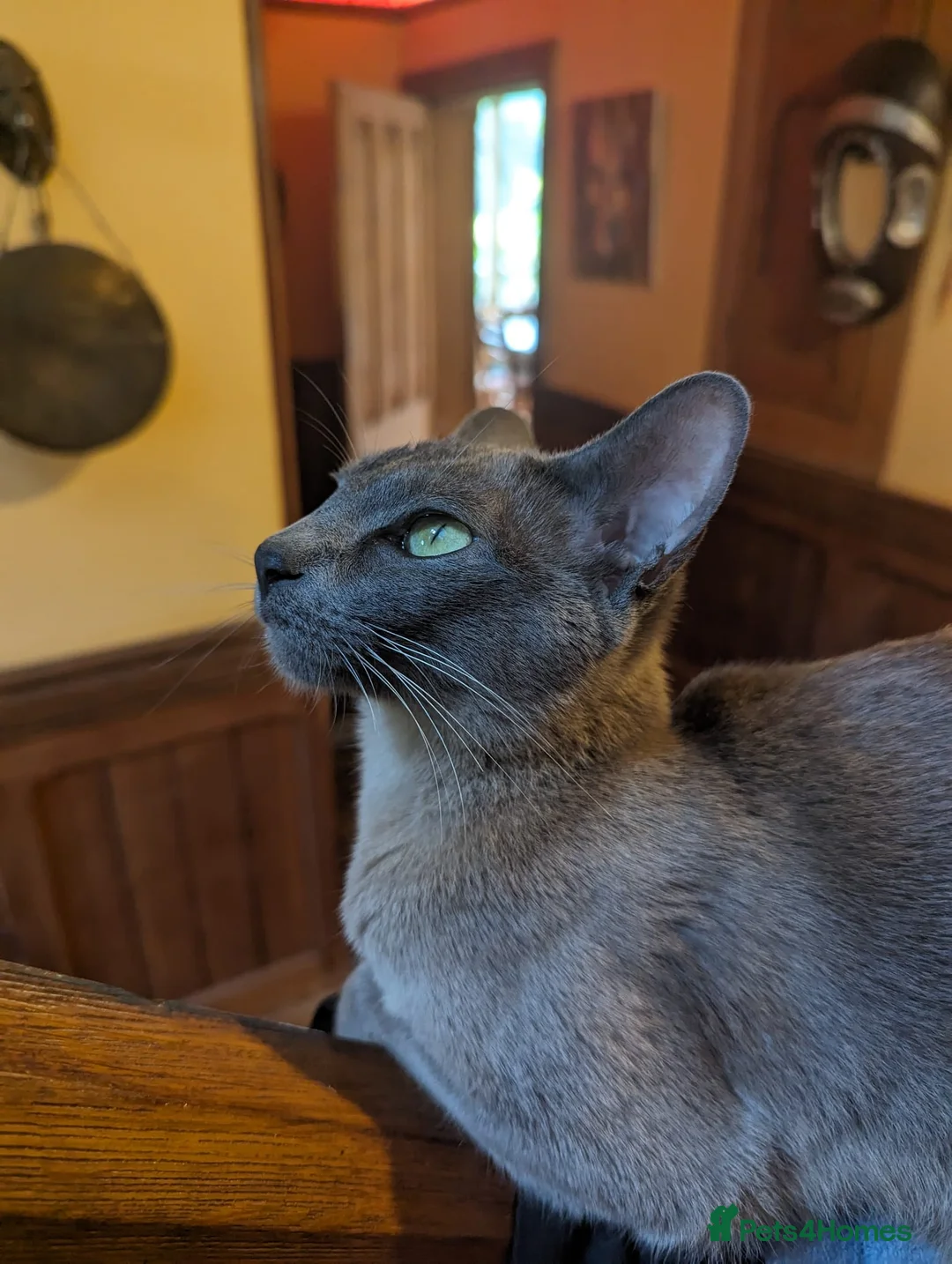 Tonkinese cats for sale: Exquisite Tonkdolls  - Advert 2