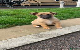 Mixed Breed dogs for sale: German shepherd hybrid for sale - Image 5