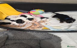 Biewer Terrier dogs for sale: Biewer Yorkshire Terrier  - Image 11