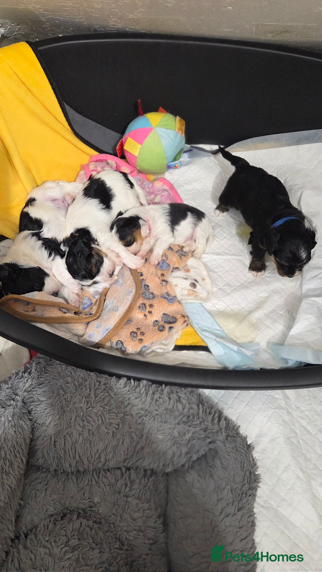 Biewer Terrier dogs for sale: Biewer Yorkshire Terrier  - Image 11