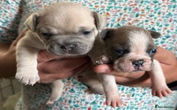 French Bulldog dogs for sale: Beautiful KC Reg French Bulldog Pups - Image 4