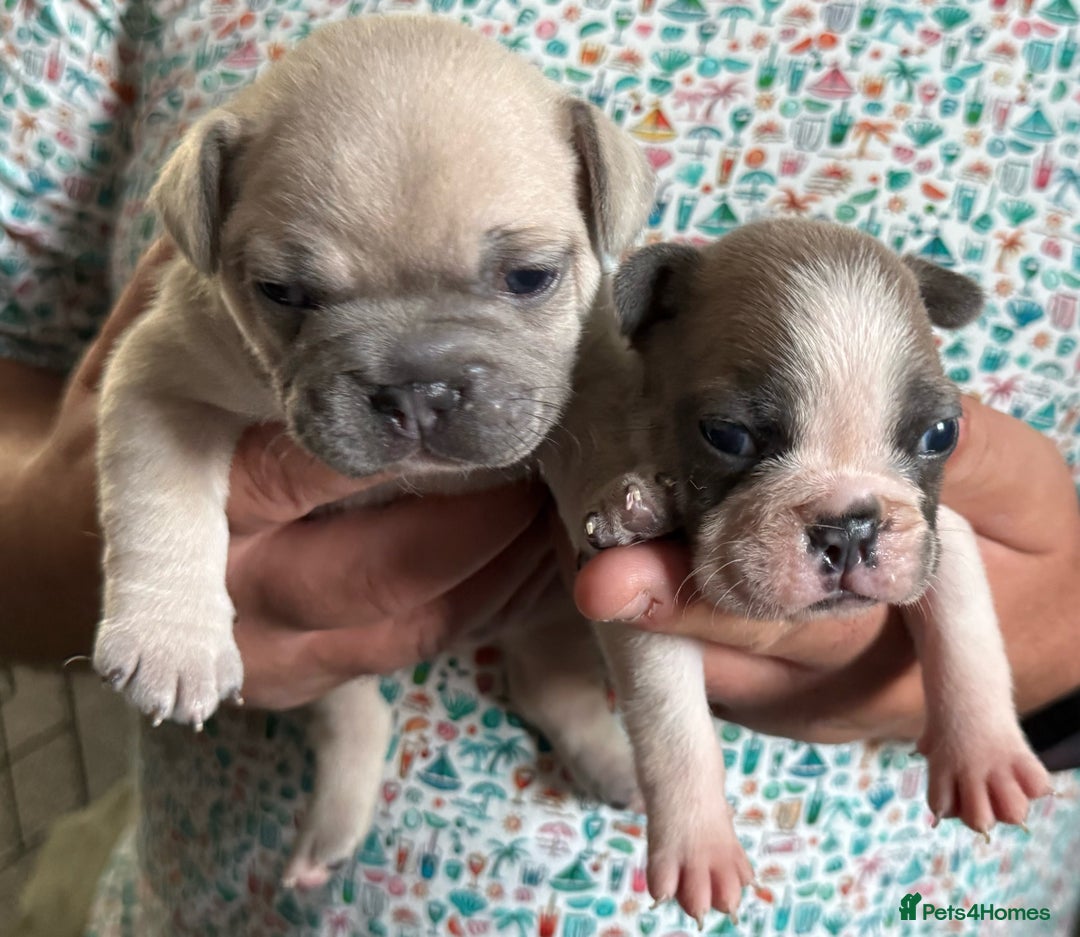 French Bulldog dogs for sale: Beautiful KC Reg French Bulldog Pups - Image 4