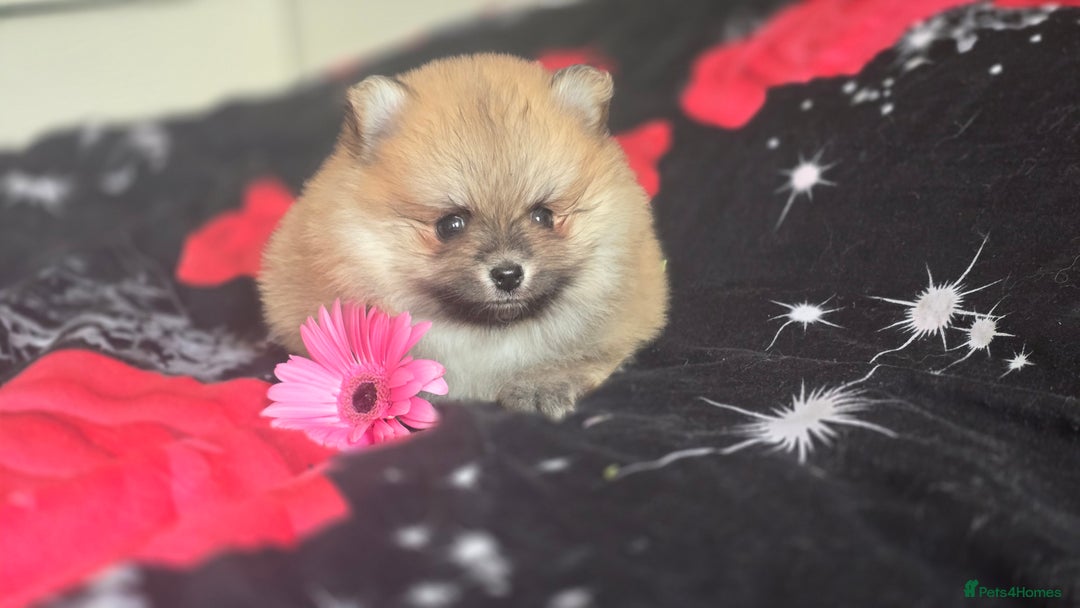 Pomeranian dogs for sale: 🔥XXXS🔥Pomeranian puppies🔥KC reg🔥for sale🔥 - Image 6