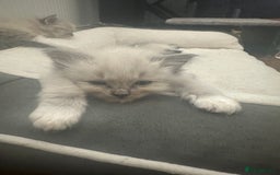 Ragdoll cats for sale: Ragdoll kittens - Image 7