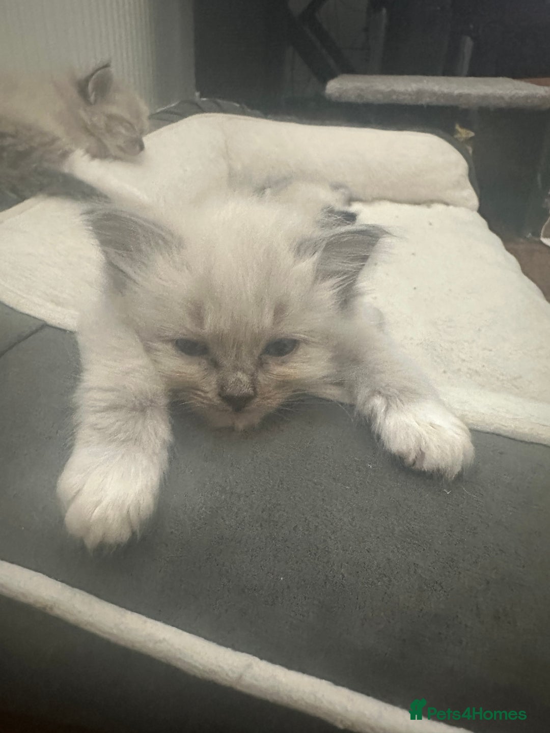 Ragdoll cats for sale: Ragdoll kittens - Image 7
