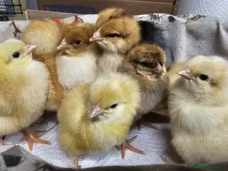 Chickens poultry Day old chicks 🐣 20 Available - Advert 3