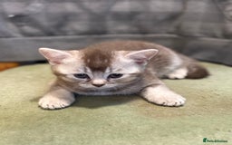 British Shorthair cats for sale: Beautiful silver black tipped girl 💕 - Image 9