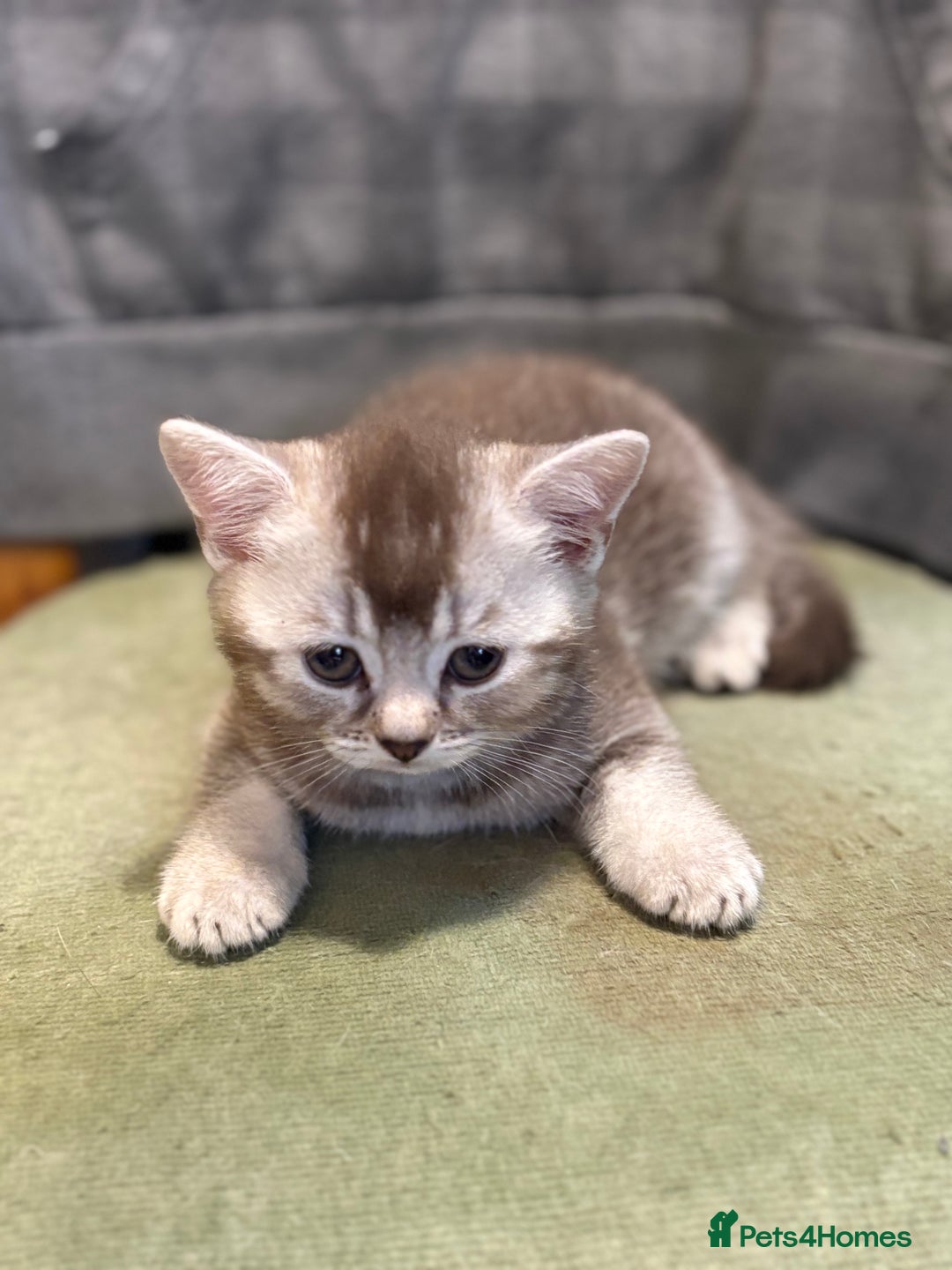 British Shorthair cats for sale: Beautiful silver black tipped girl 💕 - Image 9