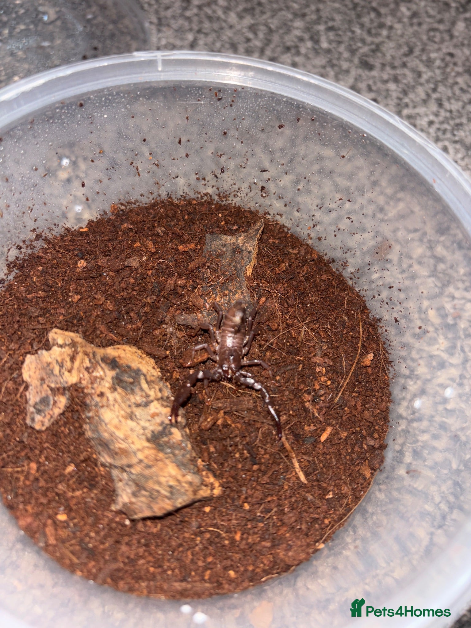 Scorpions invertebrates Baby Asian forest scorpions read description  - Advert 1