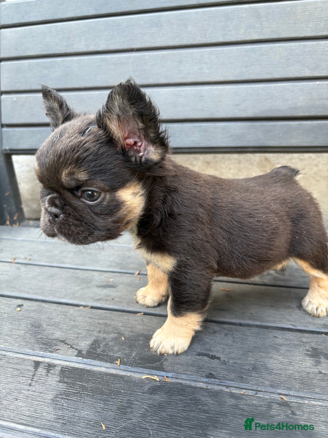 French Bulldog dogs for sale: Beautiful fluffy French bulldog girls pending pink - Image 7