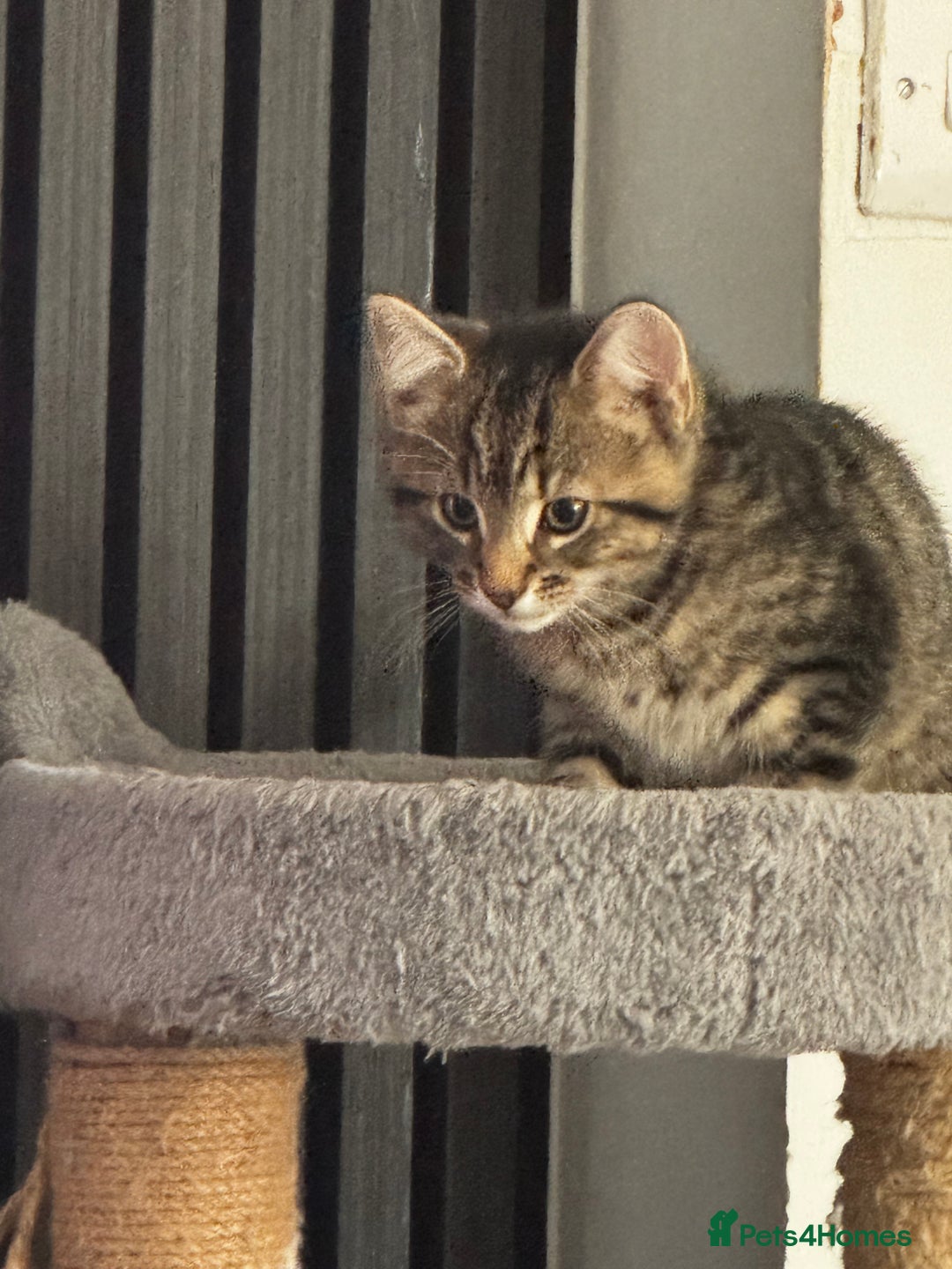 Mixed Breed cats for sale: Male tabby kitten  - Advert 3