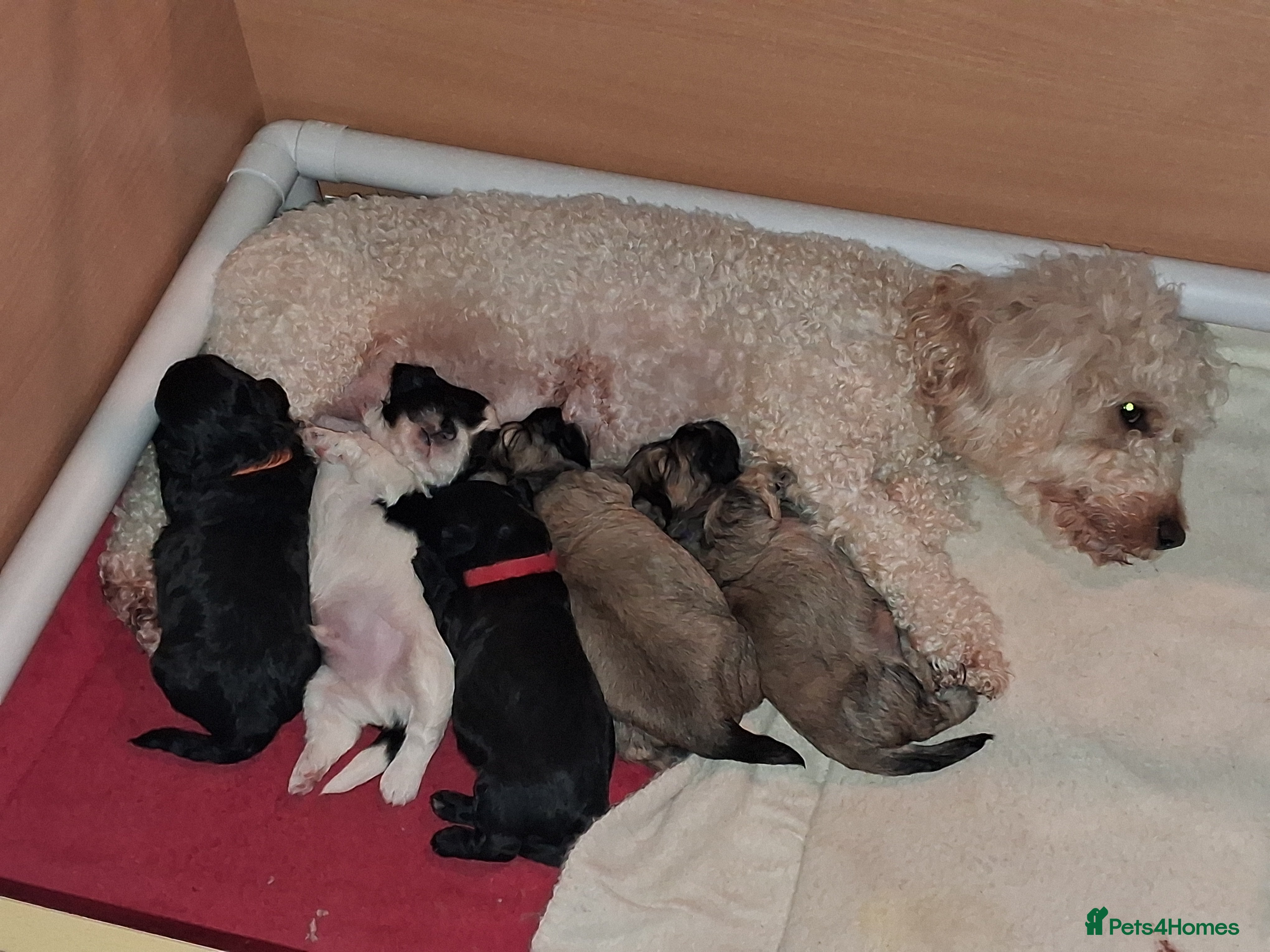 Mixed Breed dogs Lhasapoo puppies  in Barrow-in-Furness - Advert 14