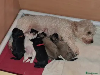 Mixed Breed dogs Lhasapoo puppies in Barrow-in-Furness - Advert 14