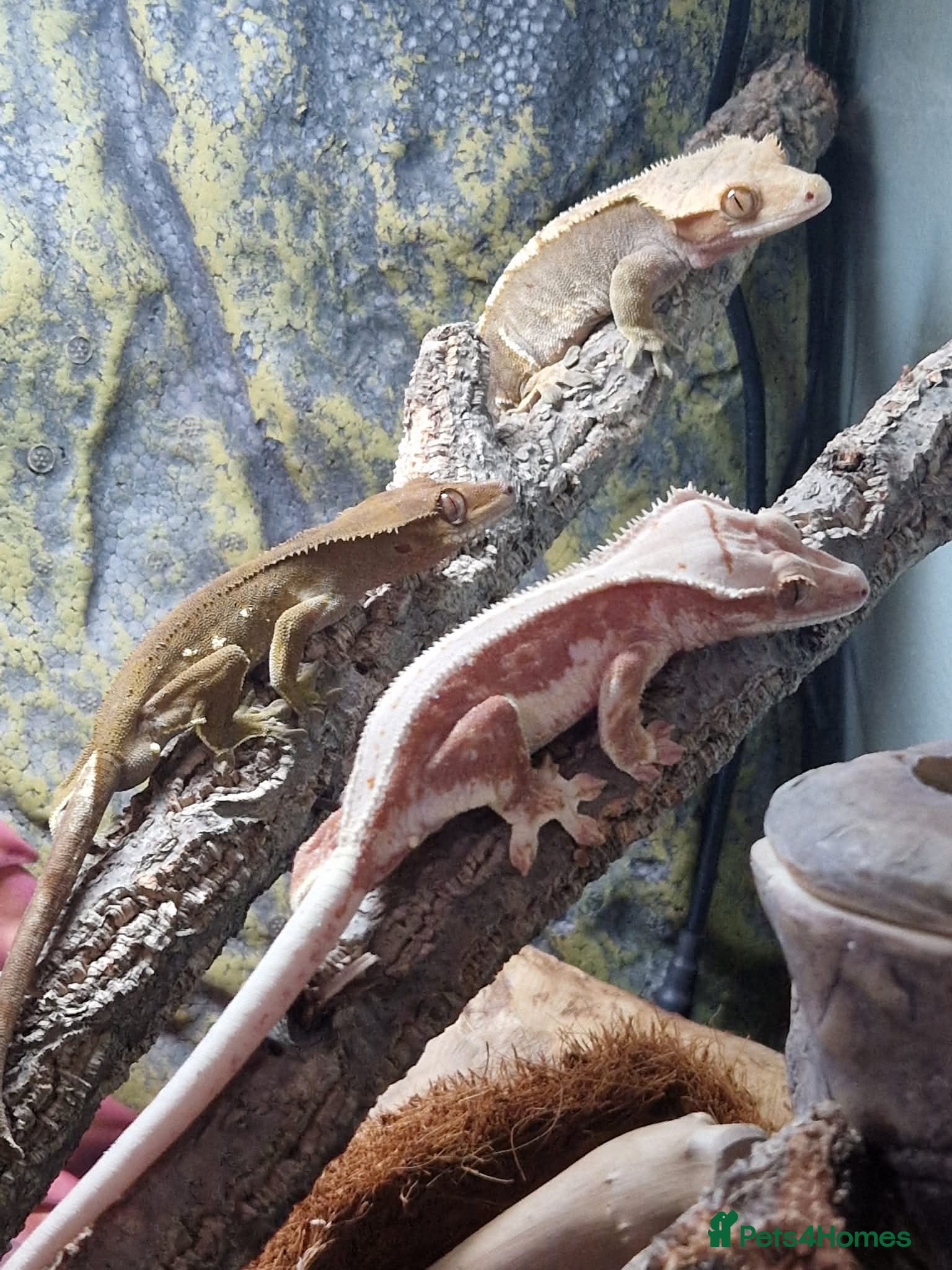 Gecko reptiles Crested geckos for sale not free please read - Advert 3