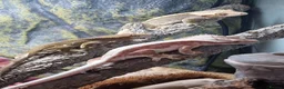 Gecko reptiles for sale: Crested geckos for sale not free please read - Advert 1