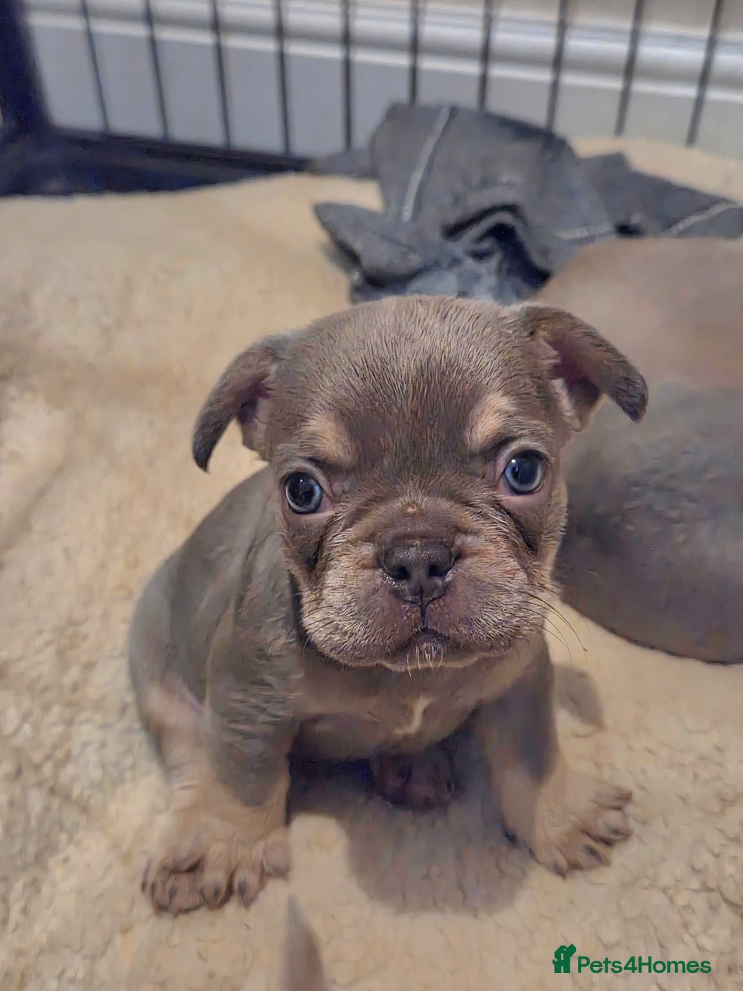 French Bulldog dogs for sale: Isabella & lilac & tan chunky frenchies - Advert 36