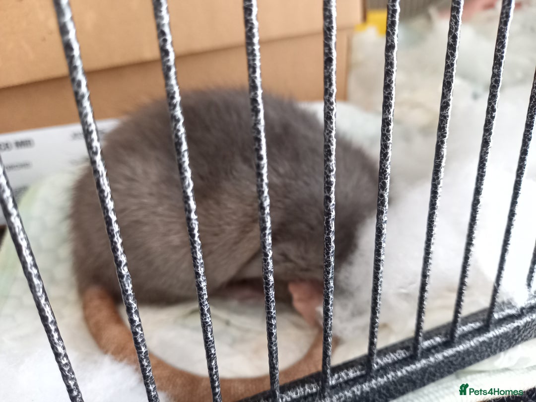 Rat rodents for sale: 6 female rats plus large cage and accessories - Image 6