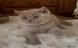 British Shorthair cats for sale: Two Beautiful BSH girls Champion line  - Image 9