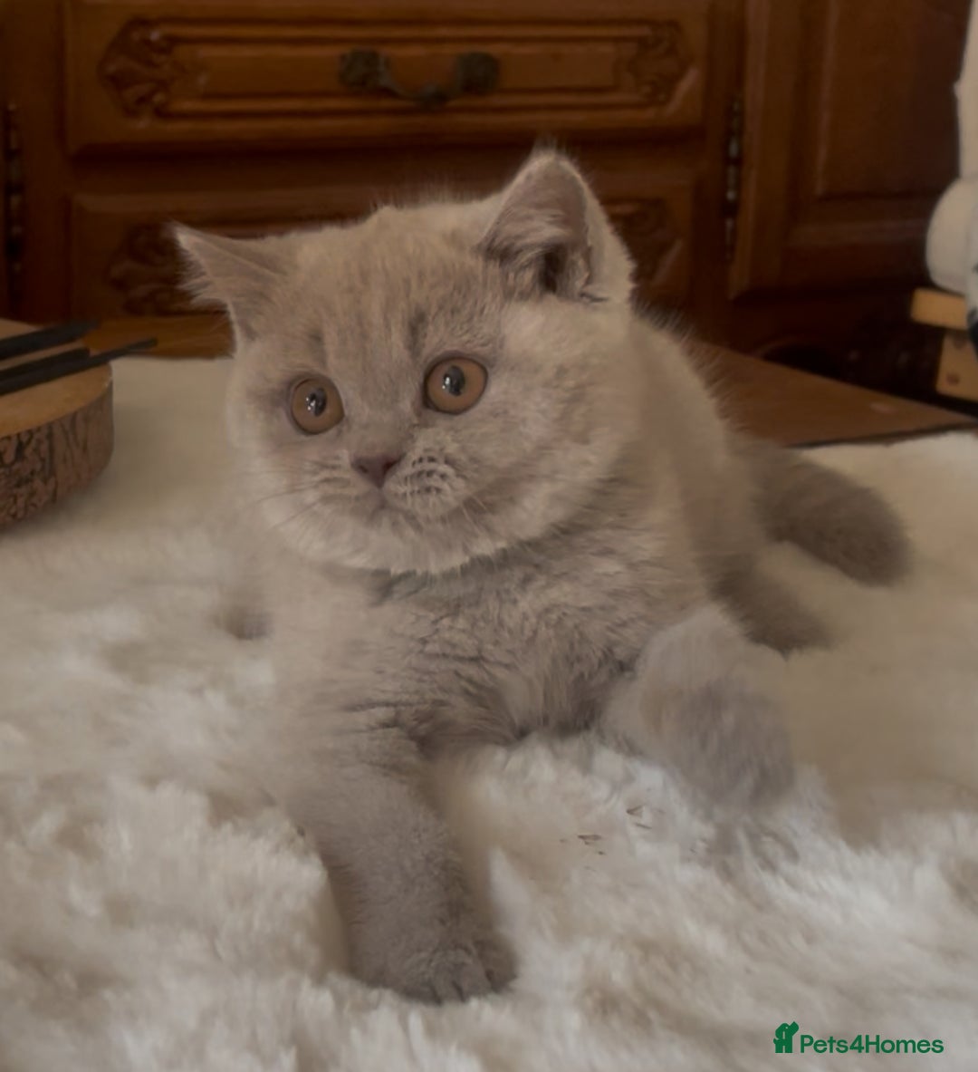 British Shorthair cats for sale: Two Beautiful BSH girls Champion line  - Image 9