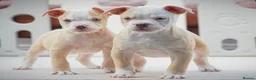 Olde English Bulldogge dogs for sale: 24 years 5⭐️Licensed & Registered, uk No 1  - Advert 12